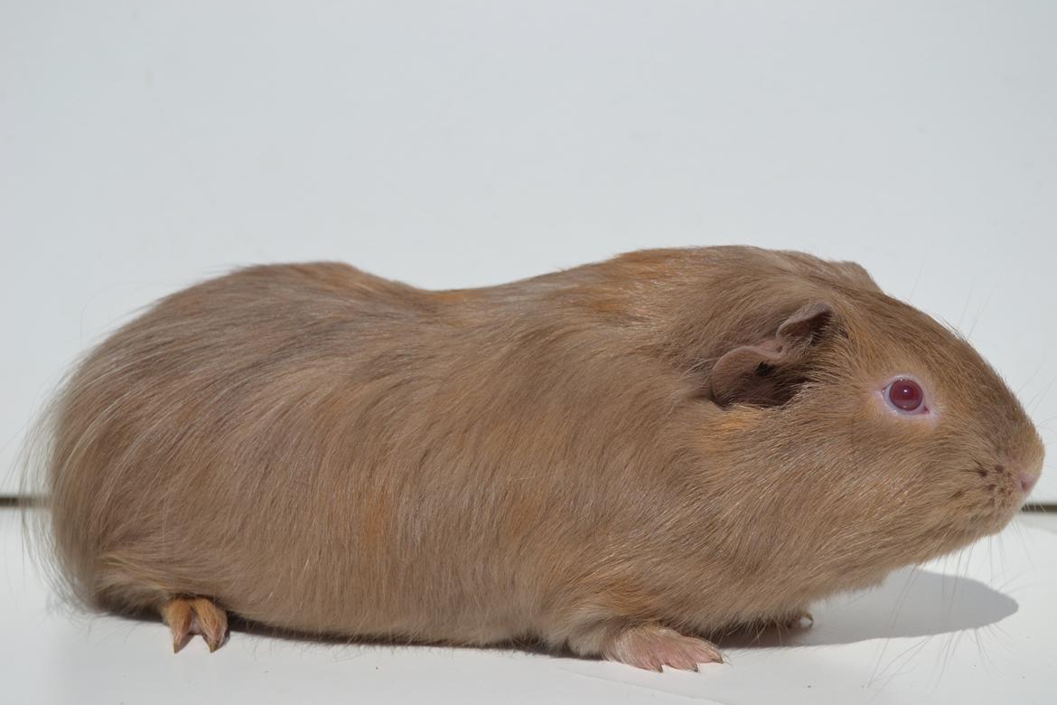 Marsvin Rakkaus Sally (Semilanghåret kæledyr) billede 3