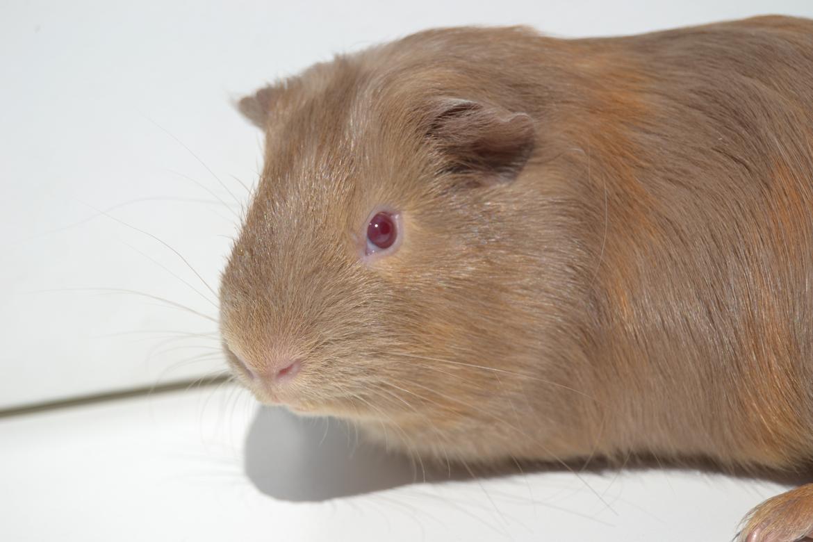 Marsvin Rakkaus Sally (Semilanghåret kæledyr) billede 4