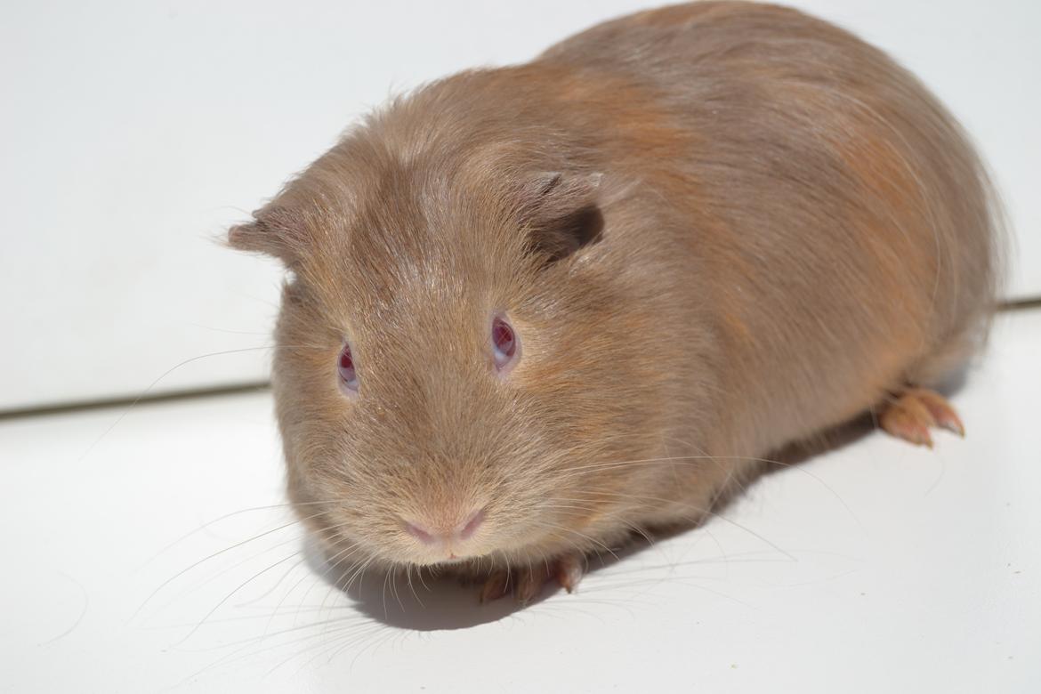 Marsvin Rakkaus Sally (Semilanghåret kæledyr) billede 5