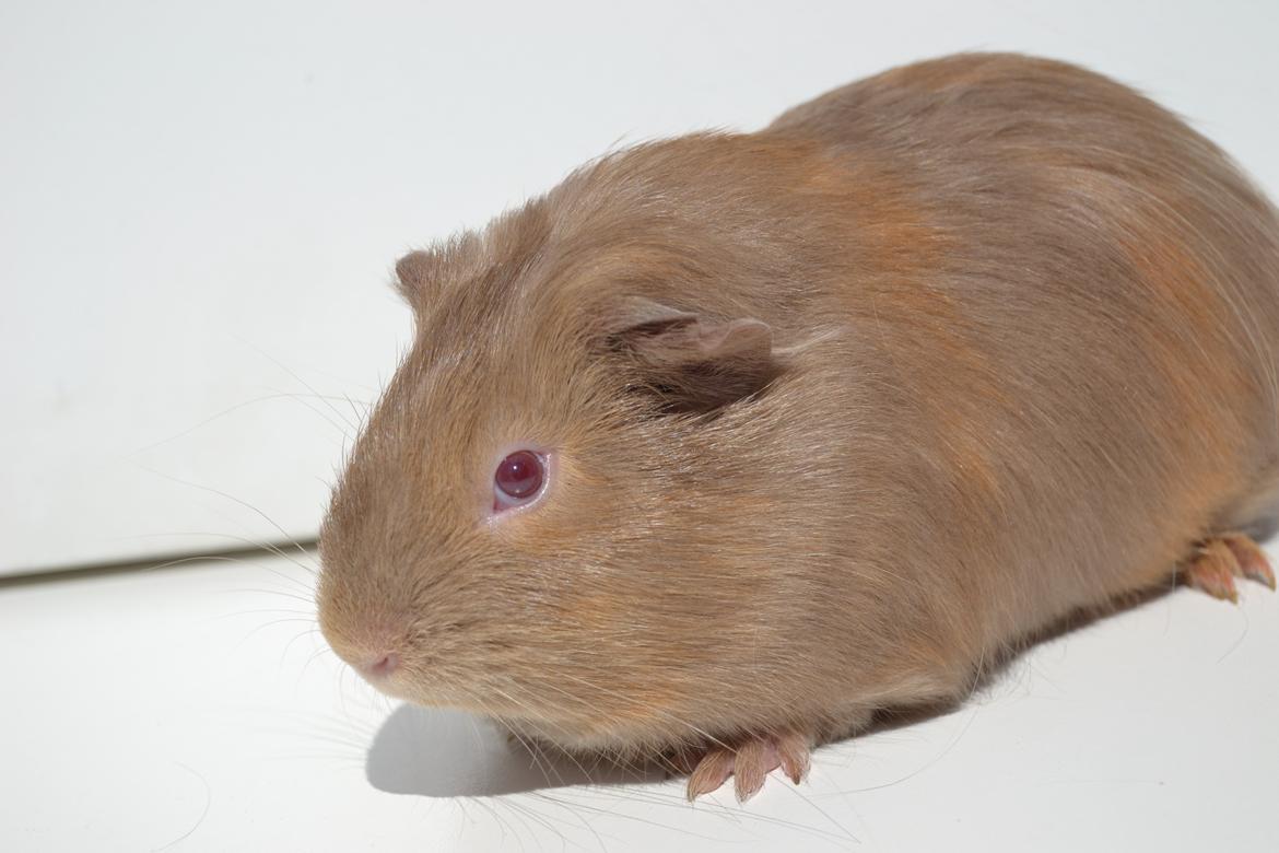 Marsvin Rakkaus Sally (Semilanghåret kæledyr) billede 6