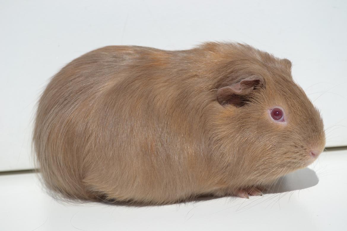 Marsvin Rakkaus Sally (Semilanghåret kæledyr) billede 1