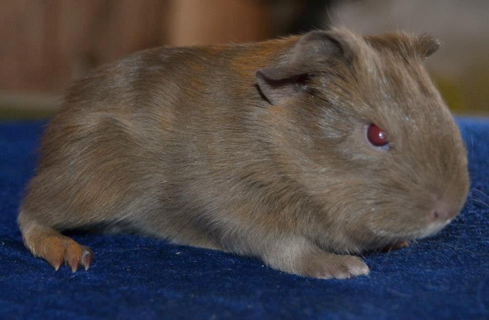 Marsvin Rakkaus Sally (Semilanghåret kæledyr) - Babybillede af hende da hun var 2 uger gammel.  billede 7
