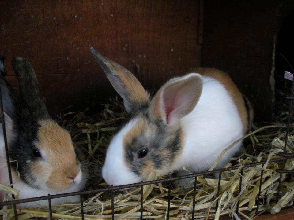 Kanin Chokoline(Hollænder) billede 2
