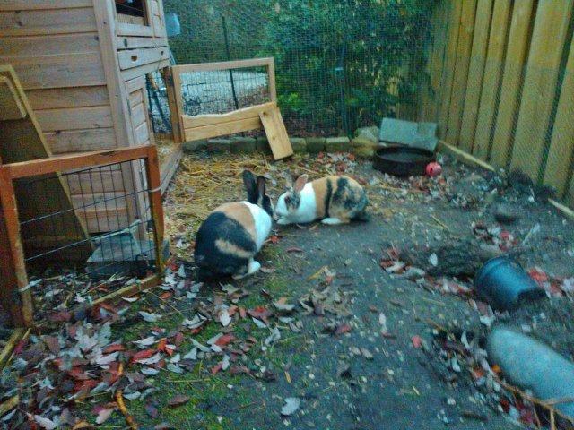 Kanin Chokoline(Hollænder) billede 3