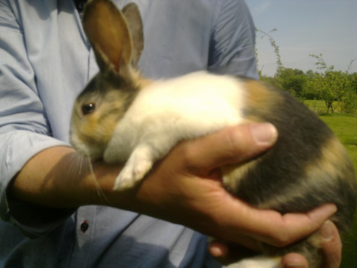 Kanin Chokoline(Hollænder) billede 4