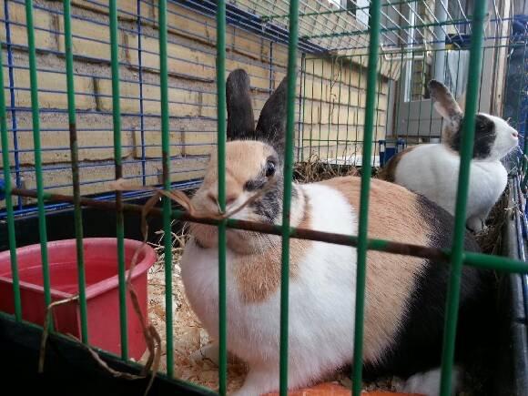 Kanin Chokoline(Hollænder) billede 5