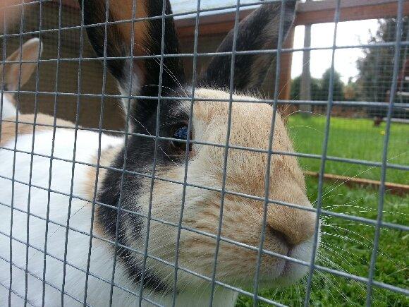 Kanin Chokoline(Hollænder) billede 1