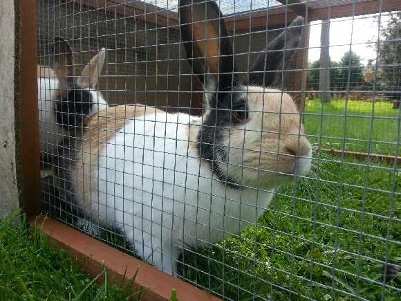 Kanin Chokoline(Hollænder) billede 6