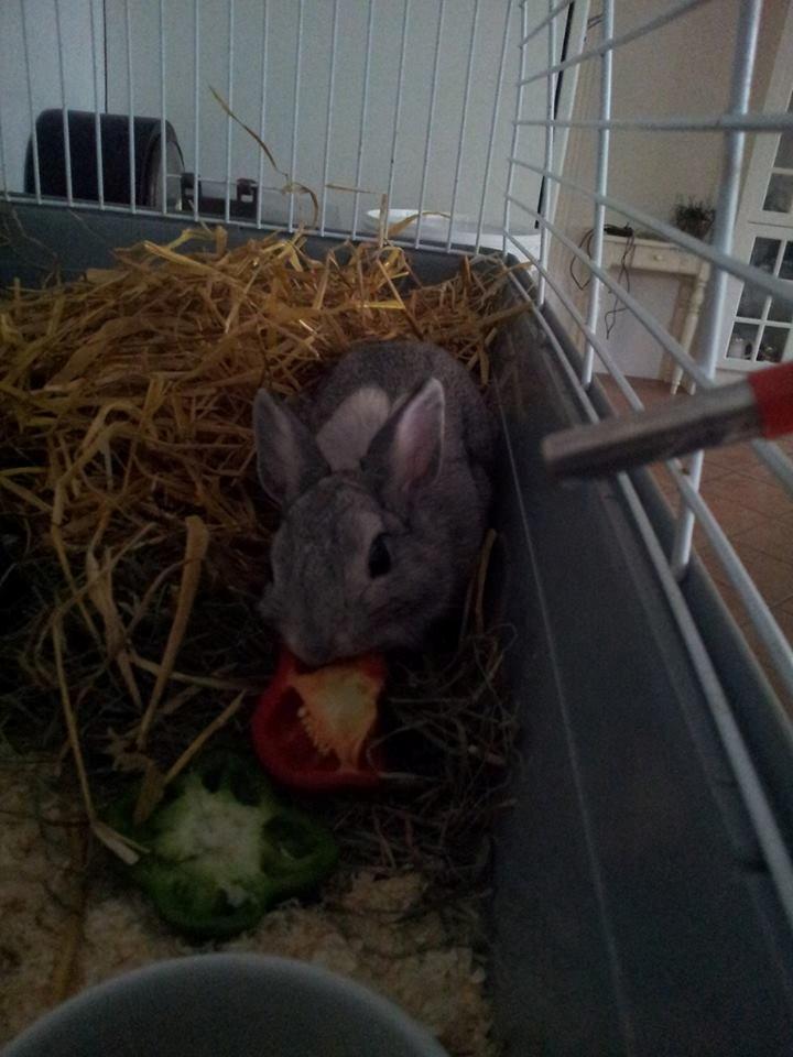 Kanin Ahrenkiels Ninka - ninka nyder et stykke peberfrugt ;) billede 12