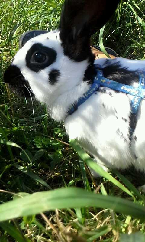 Kanin Engelsk Schecke renracet- Nuser. billede 6