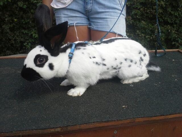 Kanin Engelsk Schecke renracet- Nuser. billede 7
