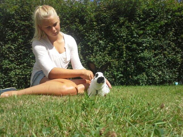 Kanin Engelsk Schecke renracet- Nuser. billede 8