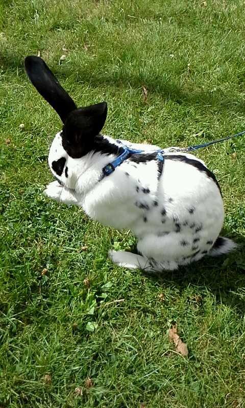 Kanin Engelsk Schecke renracet- Nuser. billede 9