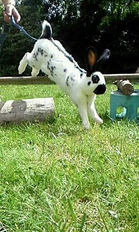 Kanin Engelsk Schecke renracet- Nuser. billede 11