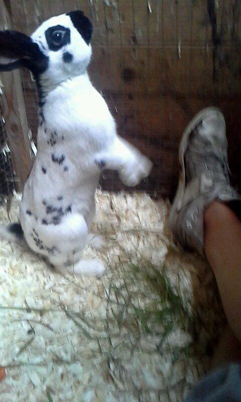 Kanin Engelsk Schecke renracet- Nuser. billede 12