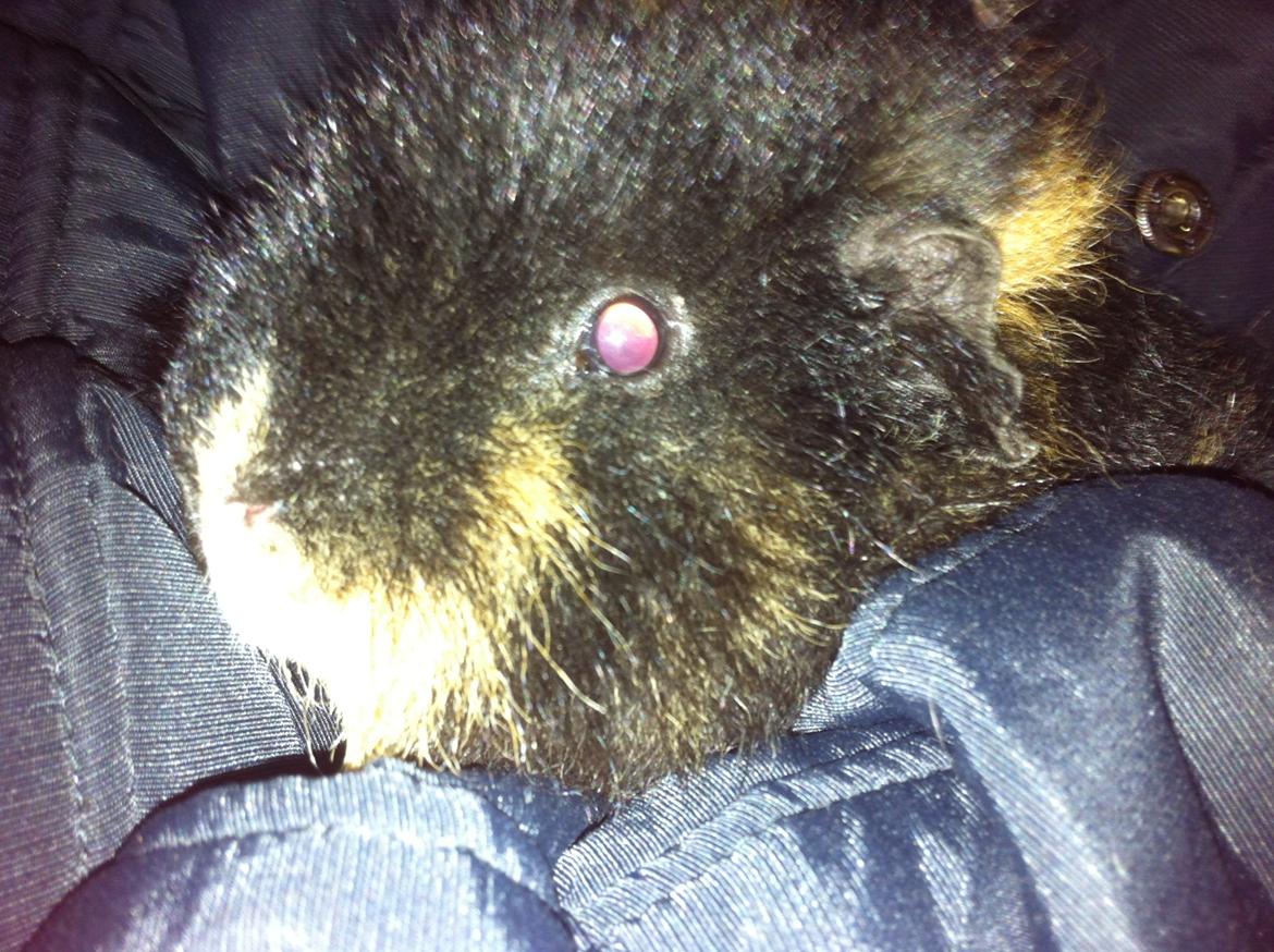 Marsvin Teddy Roger billede 2