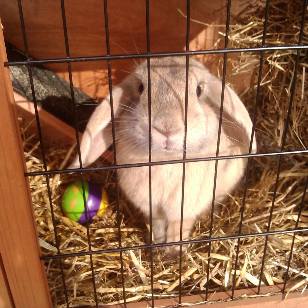 Kanin Selma Power Pil billede 15