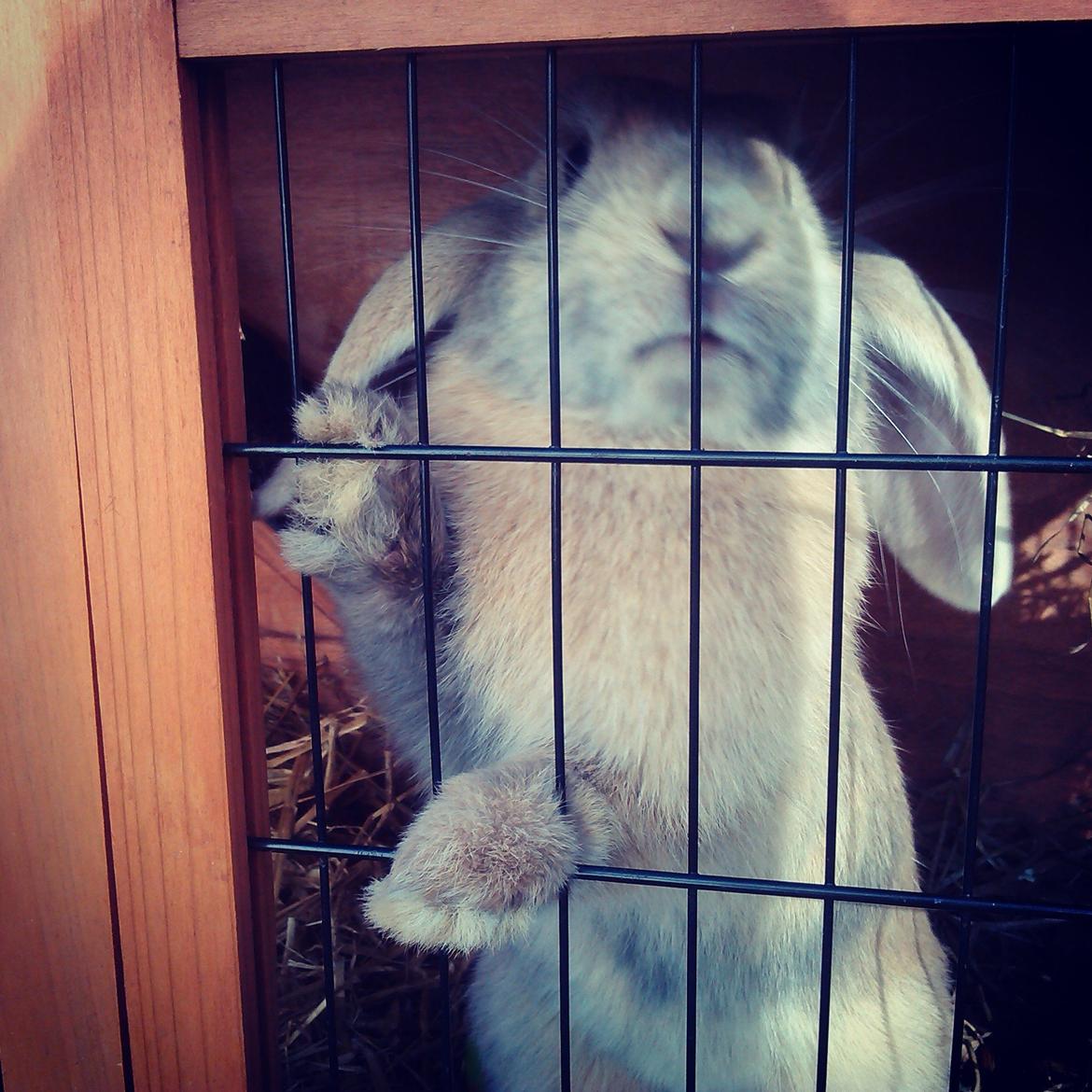 Kanin Selma Power Pil - Velkommen til min profil :P billede 4