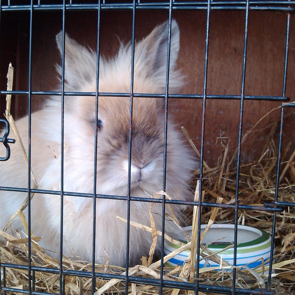 Kanin Kokos billede 23