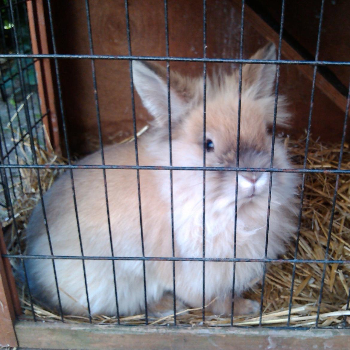 Kanin Kokos billede 24