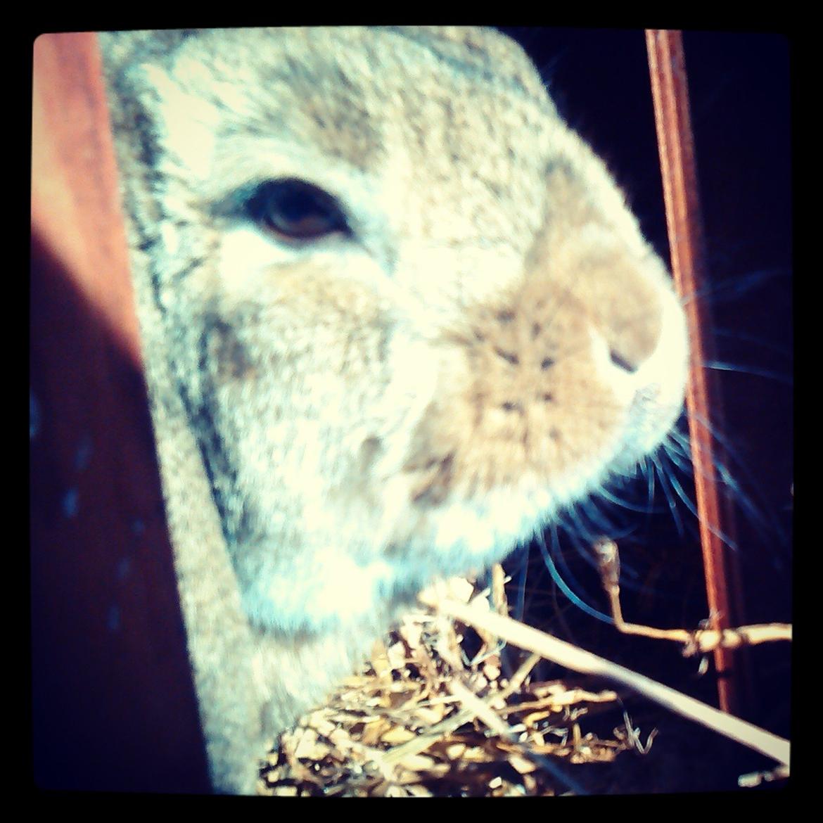 Kanin Sofus Stjerne billede 5