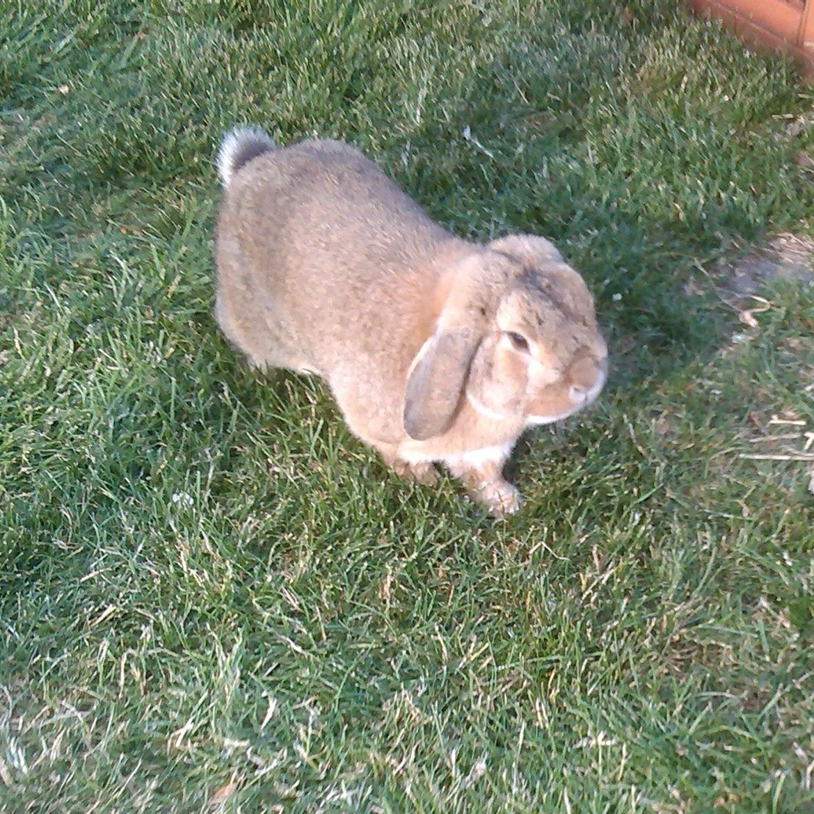 Kanin Sofus Stjerne billede 11