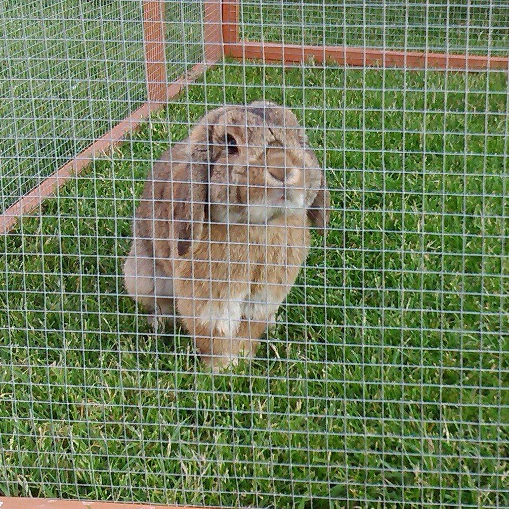 Kanin Sofus Stjerne billede 6