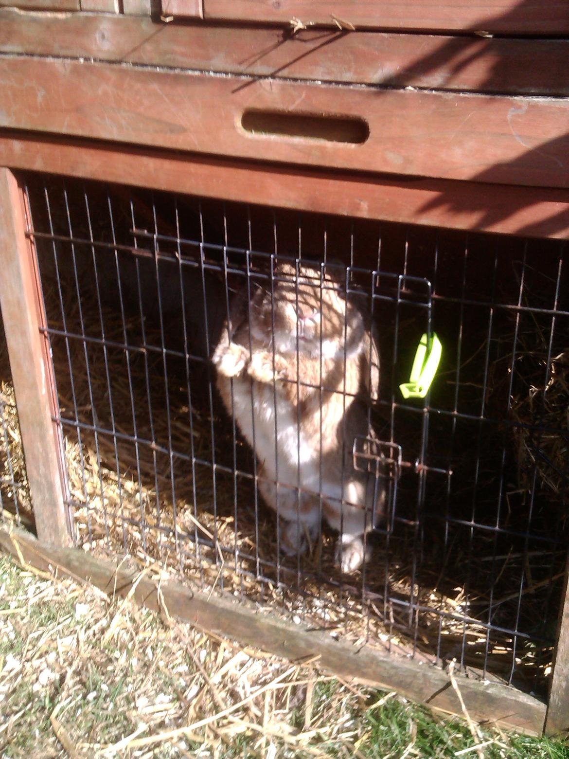 Kanin Sofus Stjerne billede 3