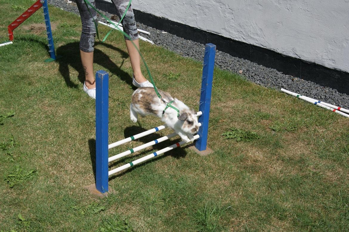 Kanin Blobber billede 15