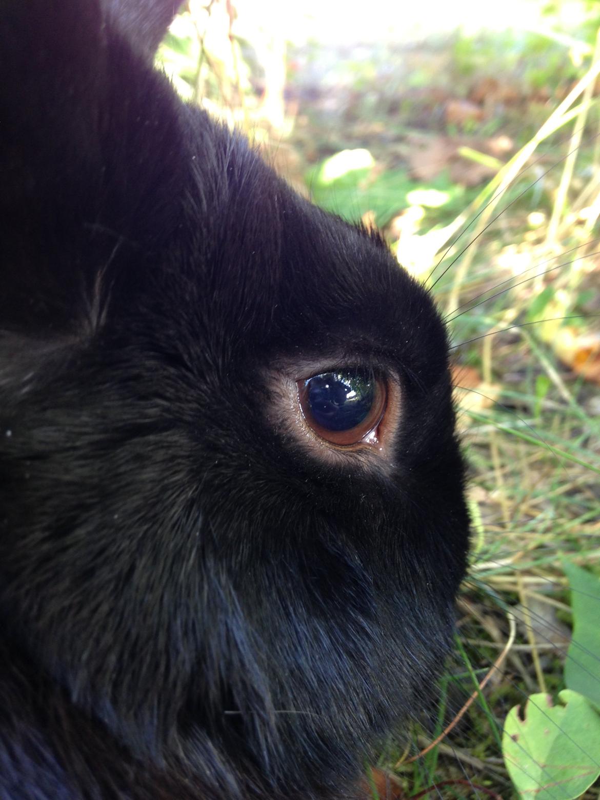 Kanin Mysterious Flashback billede 6