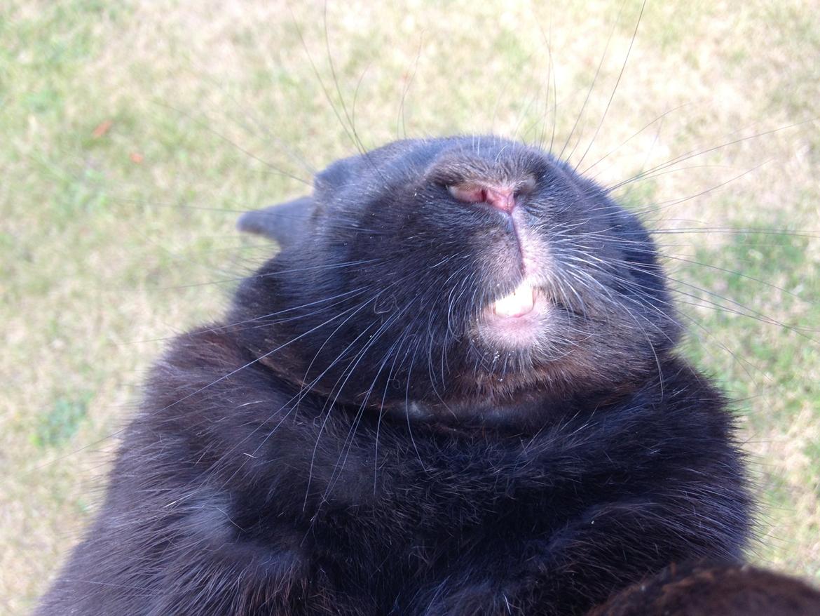 Kanin Mysterious Flashback billede 7