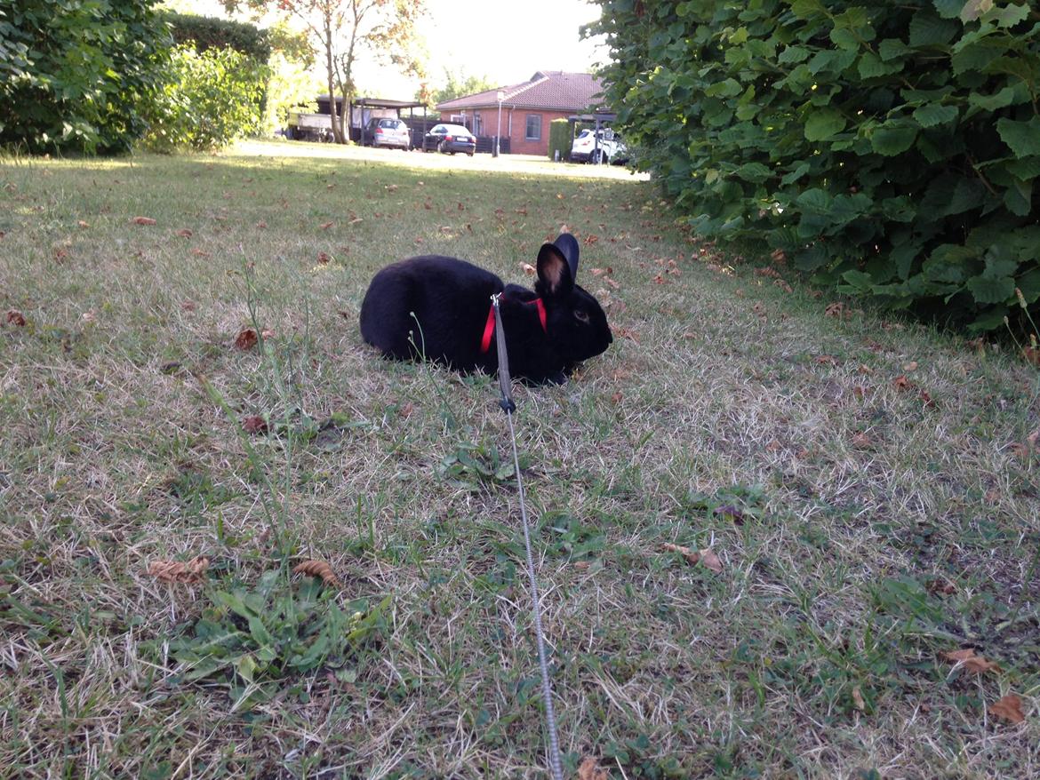 Kanin Mysterious Flashback billede 8