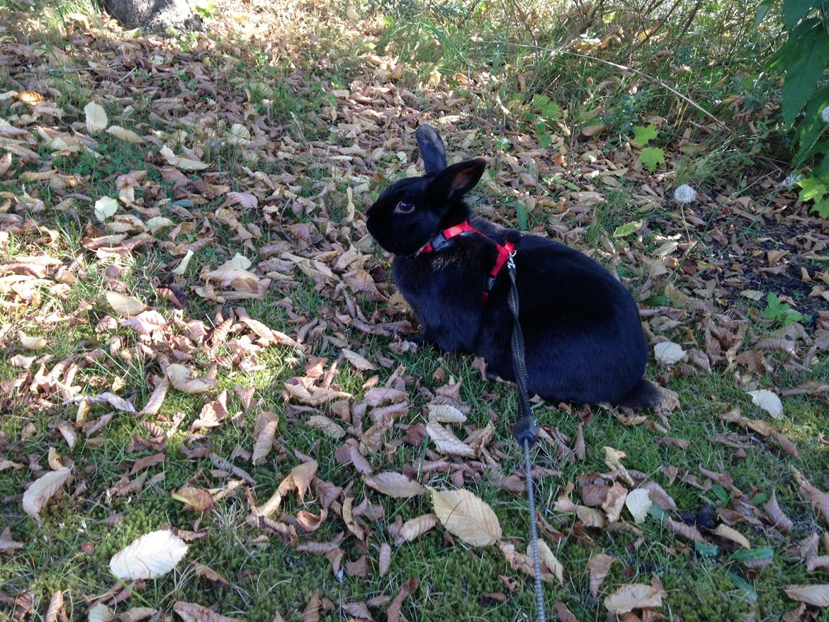 Kanin Mysterious Flashback billede 9