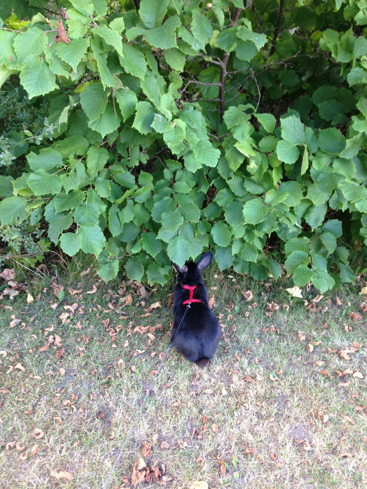 Kanin Mysterious Flashback billede 10