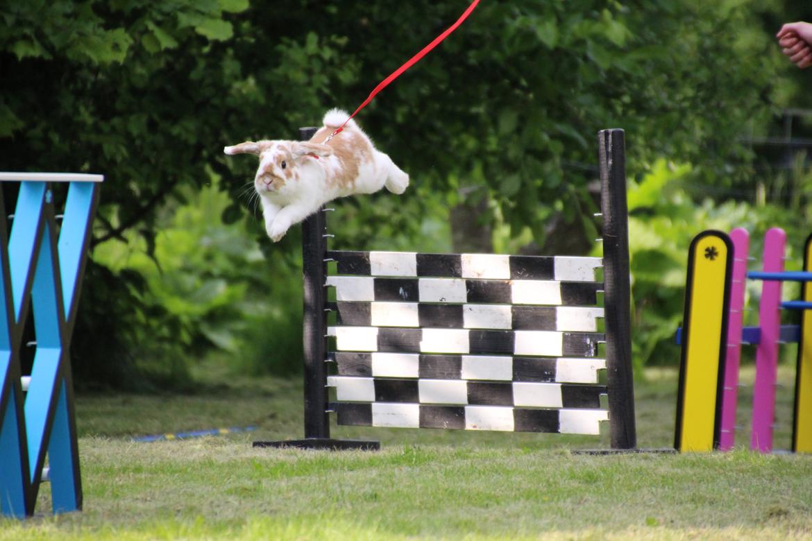 Kanin Winds Nioryu billede 9