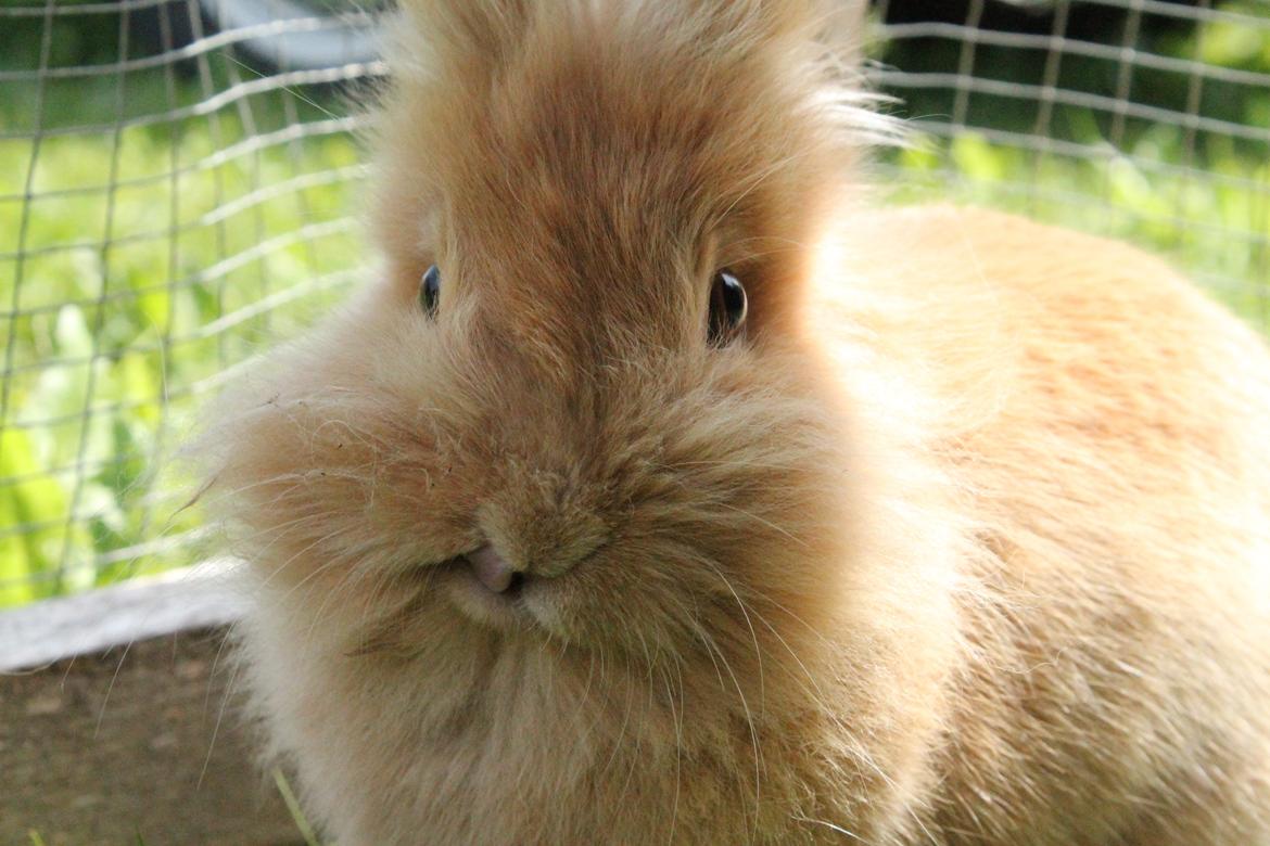 Kanin Gloria |Løvehoved| Solgt billede 16