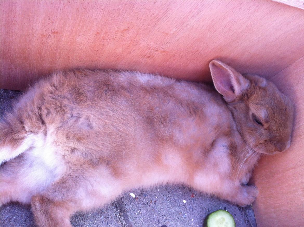 Kanin Vense billede 2
