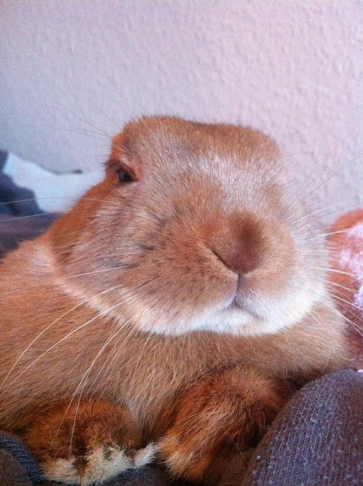 Kanin Vense billede 4