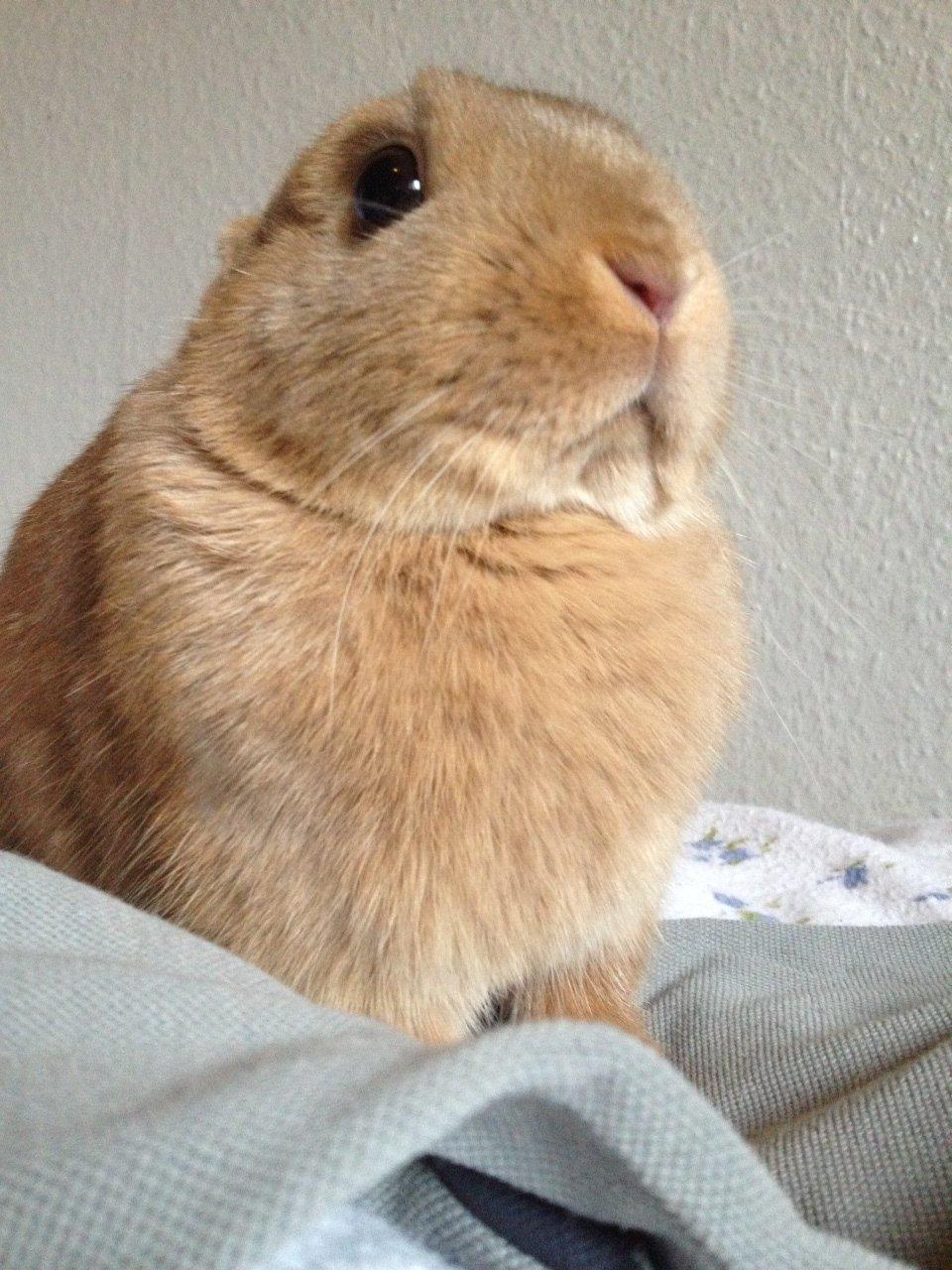 Kanin Vense billede 5