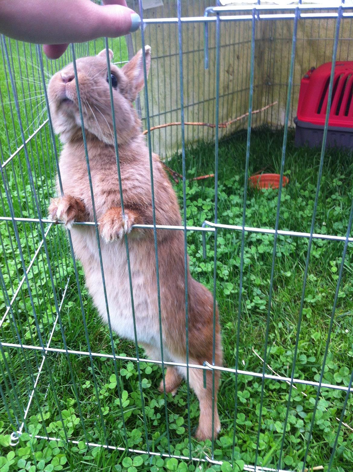 Kanin Vense billede 11