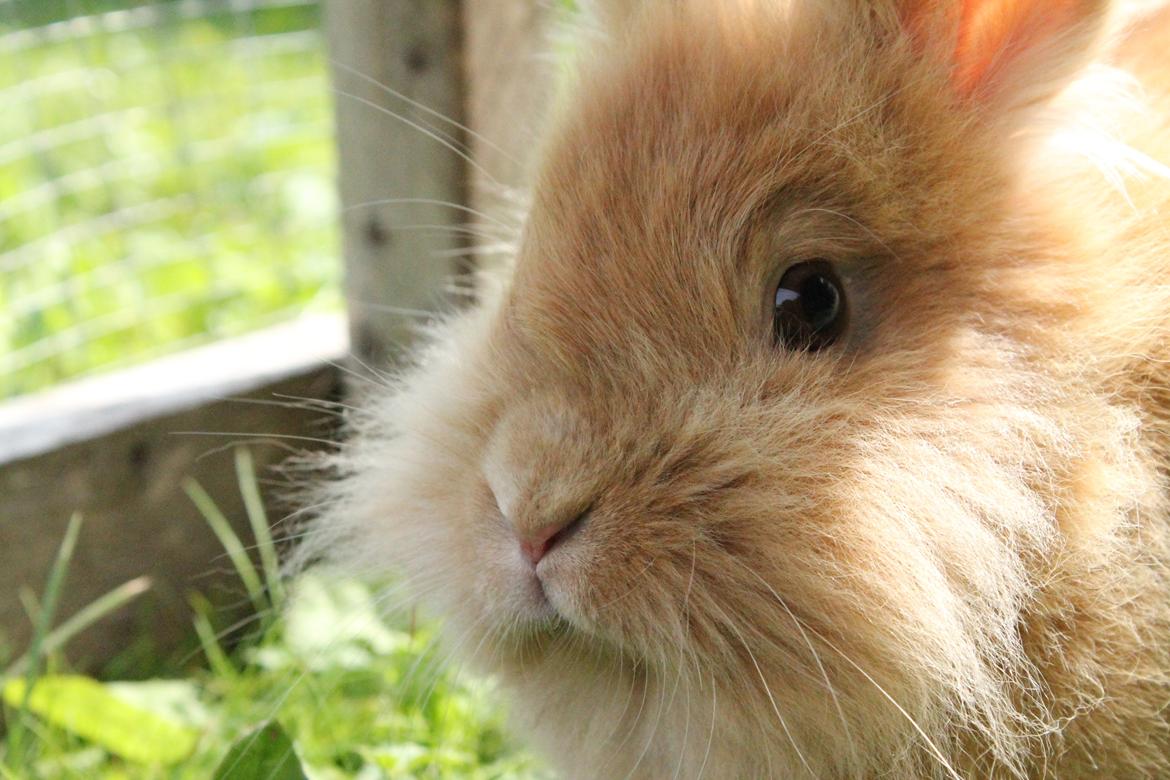 Kanin Gloria |Løvehoved| Solgt billede 17