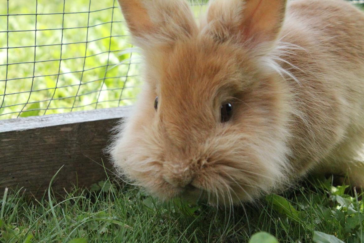 Kanin Gloria |Løvehoved| Solgt billede 18