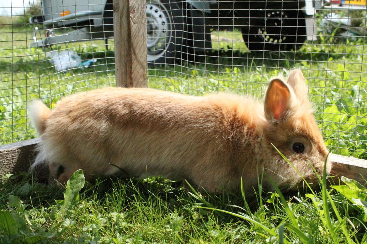 Kanin Gloria |Løvehoved| Solgt billede 19