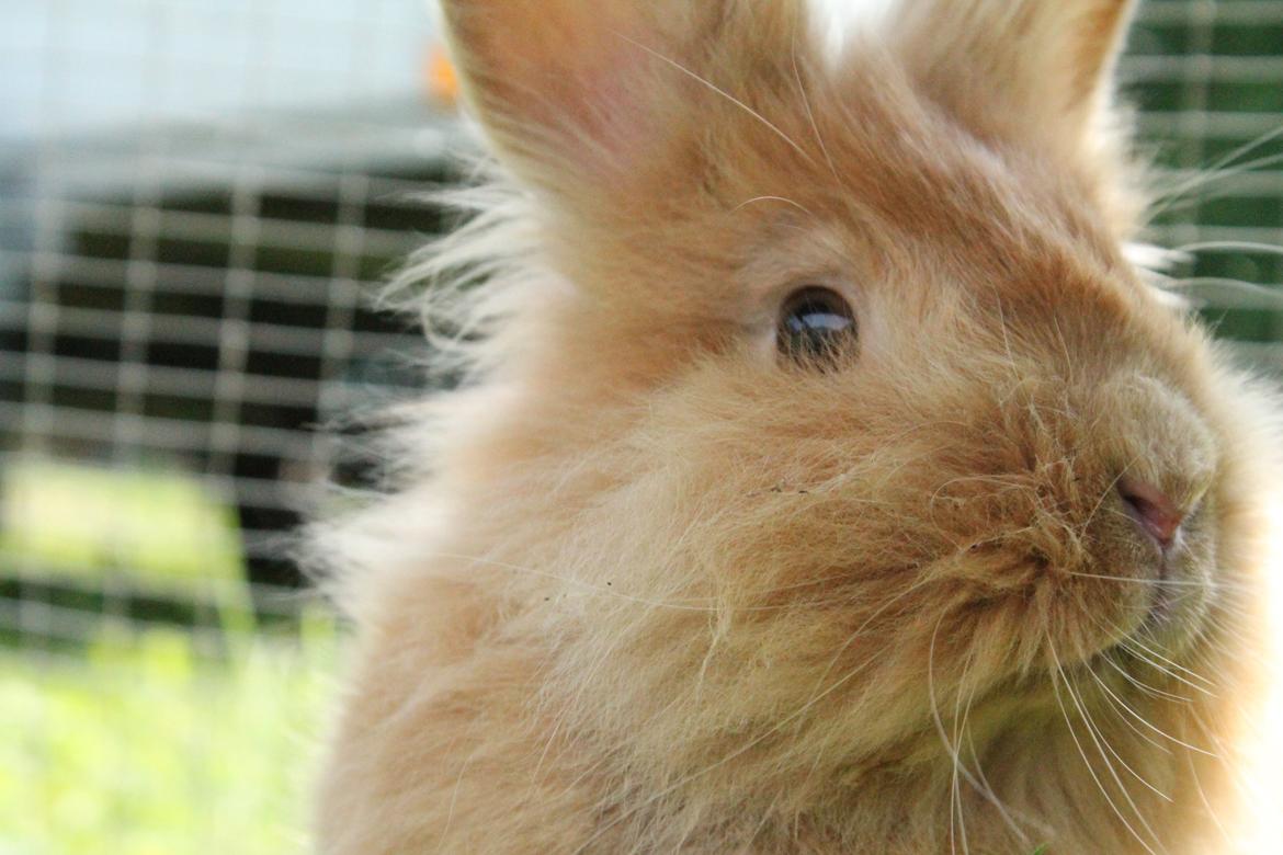 Kanin Gloria |Løvehoved| Solgt billede 20