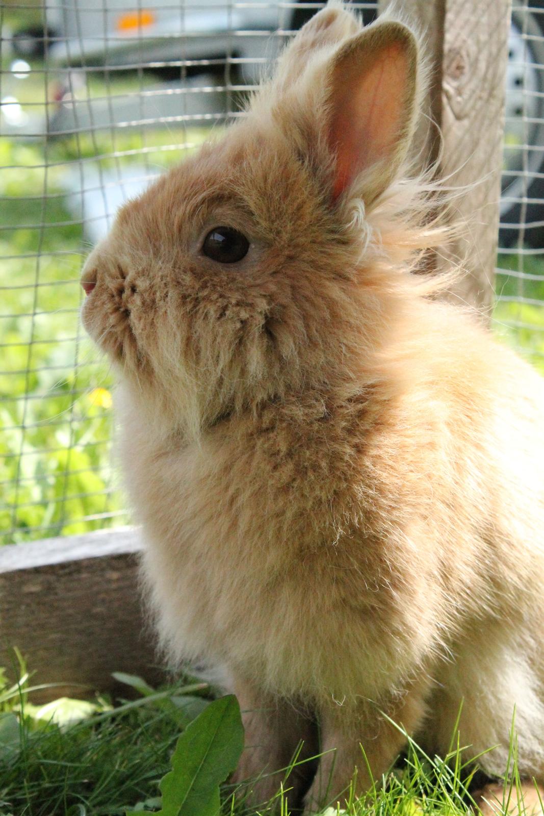 Kanin Gloria |Løvehoved| Solgt billede 21