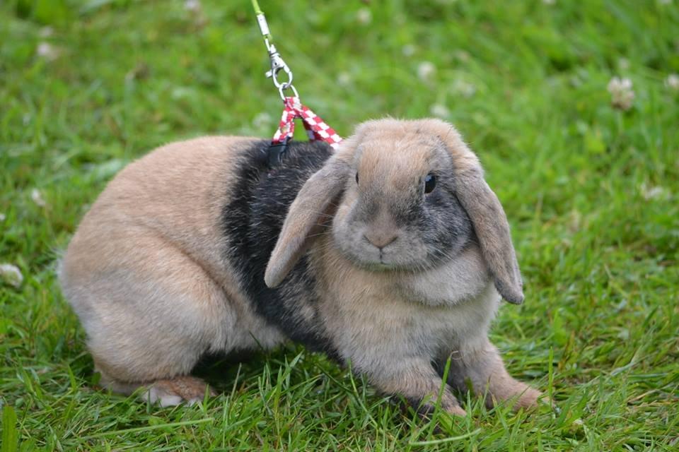 Kanin Æblehavens Zorra. - Odense 2013. billede 6