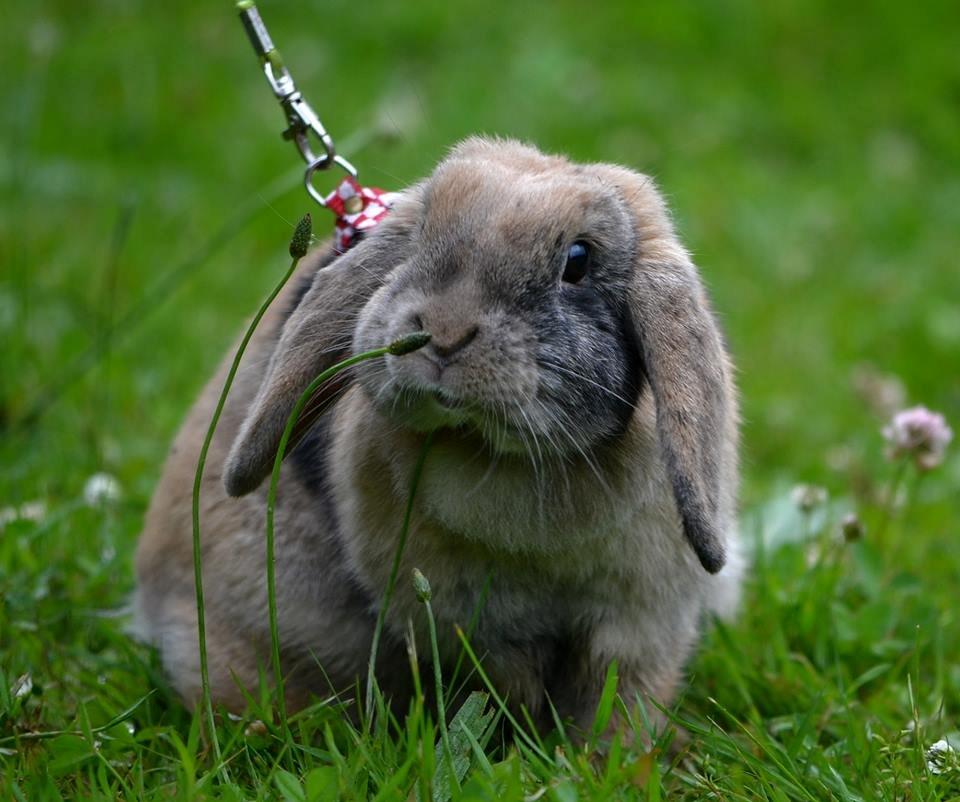 Kanin Æblehavens Zorra. - Odense 2013.
 billede 1