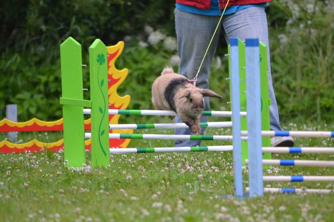 Kanin Æblehavens Zorra. - Odense 2013. Let Lige 0*1 billede 5