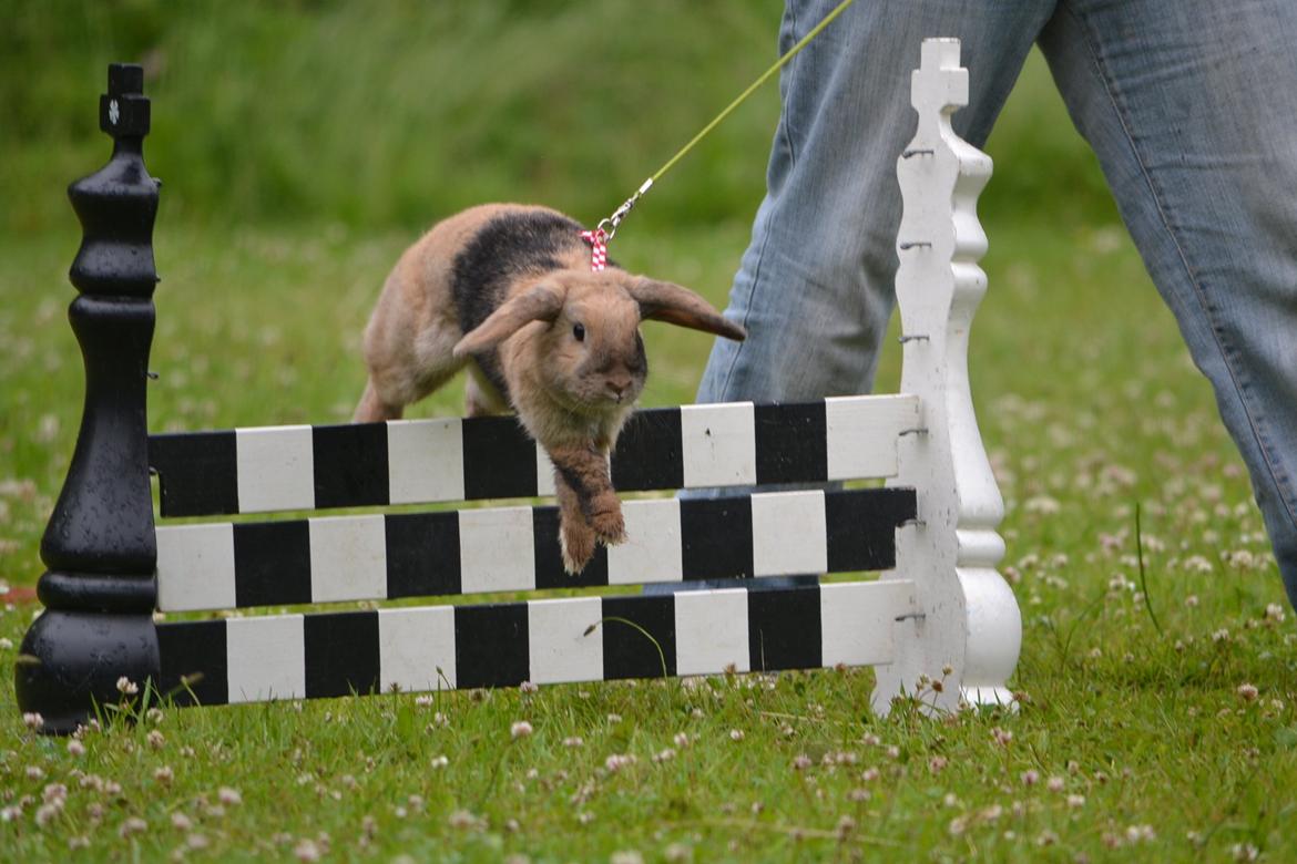 Kanin Æblehavens Zorra. billede 8