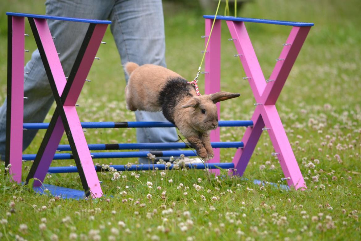 Kanin Æblehavens Zorra. billede 10